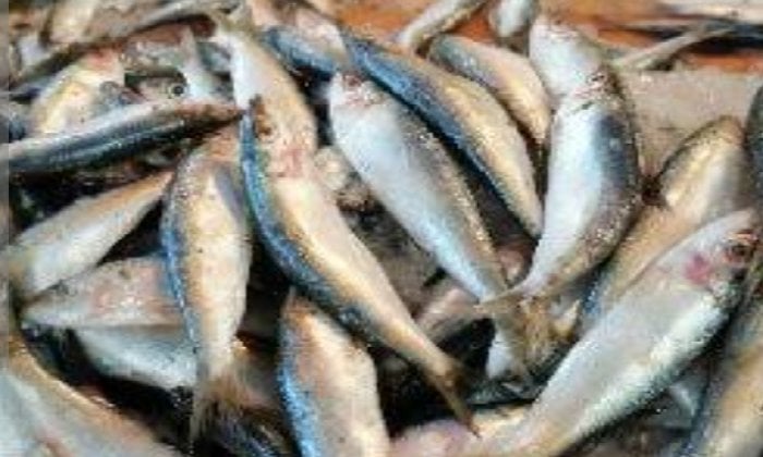 قبل تداولها بالأسواق.. ضبط نصف طن أسماك غير صالحة للاستهلاك الآدمي بالبحيرة