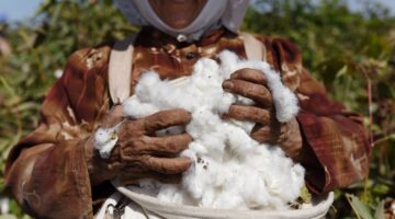 مصر تبدأ موسم تسويق القطن الأربعاء المقبل