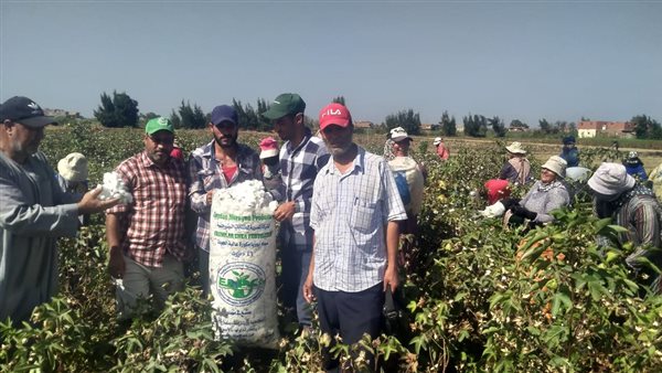 وزارة الزراعة تواصل جهودها الإرشادية.. تنفيذ 468 نشاط إرشادي وتوعوي لـ 7000 مزارع