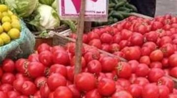ارتفاع أسعار الطماطم مؤقت.. والانخفاض يبدأ في نوفمبر