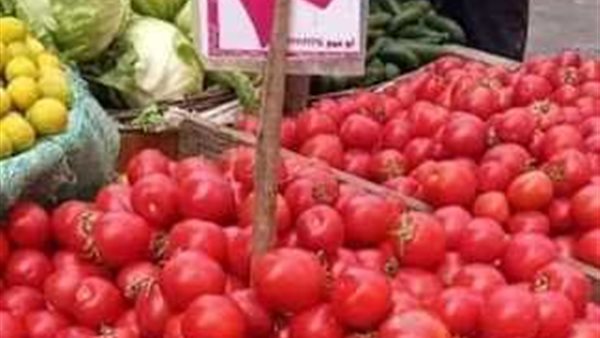 ارتفاع أسعار الطماطم مؤقت.. والانخفاض يبدأ في نوفمبر