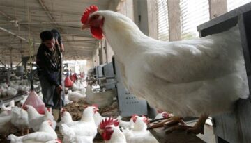 أسعار الفراخ البيضاء اليوم السبت 22 نوفمبر 2025 استقرار بعد تراجع البورصة الدواجن