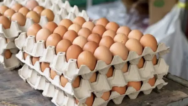 عاجل.. سعر كرتونة البيض اليوم للمستهلك السبت 13 ديسمبر 2025