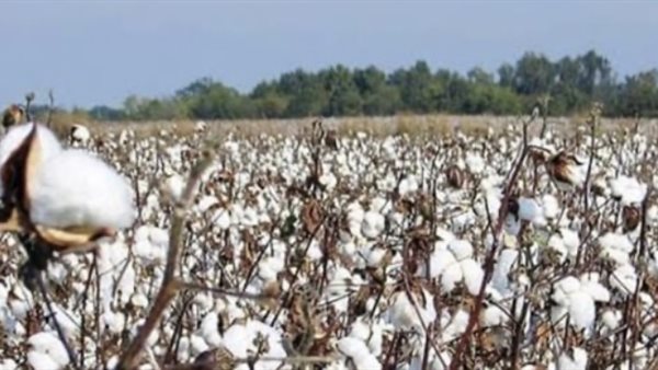 عاجل.. سعر قنطار القطن اليوم.. مؤشرات جديدة في المزادات الرسمية