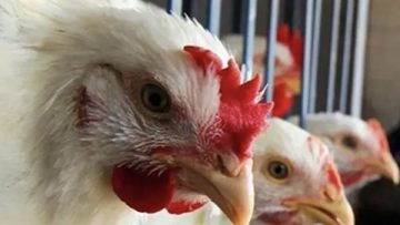 عاجل.. سعر كيلو الفراخ البيضاء الآن.. أسعار الدواجن اليوم الأربعاء 10-12-2025 في الأسواق