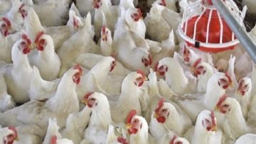 عاجل.. أسعار الفراخ اليوم في مصر الثلاثاء 16 ديسمبر 2025