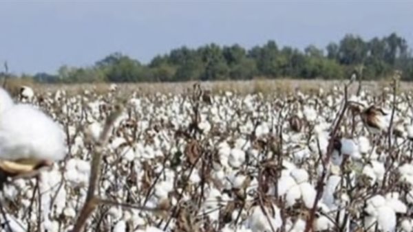 عاجل.. سعر قنطار القطن اليوم في مصر.. مؤشرات المزادات وحركة التداول بالمحافظات