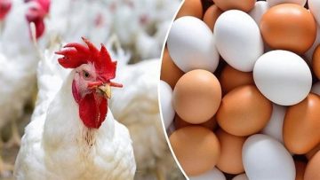 عاجل.. مفاجأة بشأن أسعار الدواجن والبيض في الأسواق اليوم