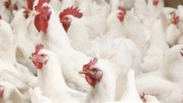 عاجل.. مستعدون لشهر رمضان وتوصيات بتخزين الكميات أثناء تراجع الأسعار