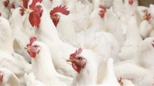 عاجل.. مستعدون لشهر رمضان وتوصيات بتخزين الكميات أثناء تراجع الأسعار