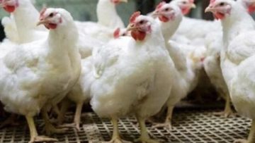 عاجل.. الأسعار غليت ولا رخصت؟.. بورصة الدواجن تكشف أسعار الفراخ البيضاء اليوم الجمعة 19 ديسمبر 2025