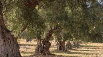 عاجل.. الأردن يحتفل بإدراج شجرة الزيتون “المهراس” على قائمة التراث الثقافي