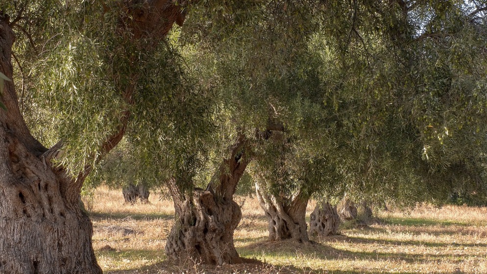 عاجل.. الأردن يحتفل بإدراج شجرة الزيتون “المهراس” على قائمة التراث الثقافي