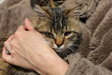 عاجل.. اكتشاف بكتيريا جديدة تنتقل من الحيوانات الأليفة للبشر