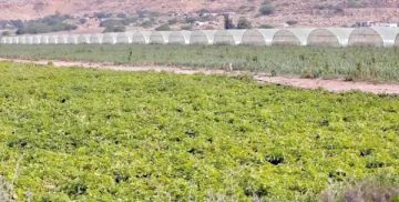 عاجل.. ارتفاع أسعار المنتجين الزراعيين 6.9% خلال عشرة أشهر