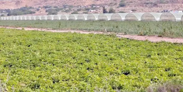 عاجل.. ارتفاع أسعار المنتجين الزراعيين 6.9% خلال عشرة أشهر