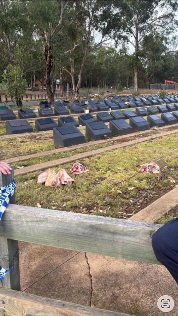 عاجل.. تدنيس مقبرة إسلامية في سيدني برؤوس خنازير