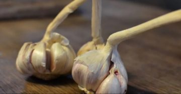 عاجل.. كنز طبيعي لتعزيز الصحة وطول العمر