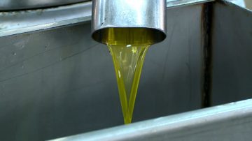 عاجل.. خلو مهرجان الزيتون من حالات الغش