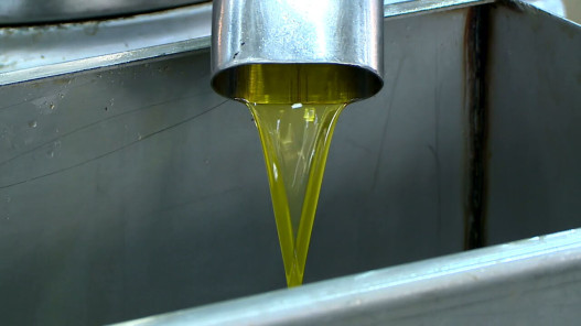 عاجل.. خلو مهرجان الزيتون من حالات الغش