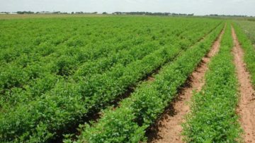 عاجل.. أمطار الكرك تُنعش آمال المزارعين بموسم زراعي واعد