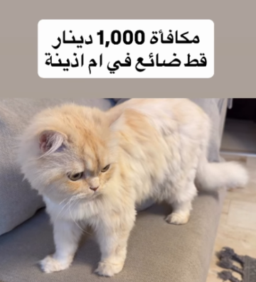 عاجل.. مكافأة ألف دينار لمن يعثر على قطة مفقودة في أم أذينة