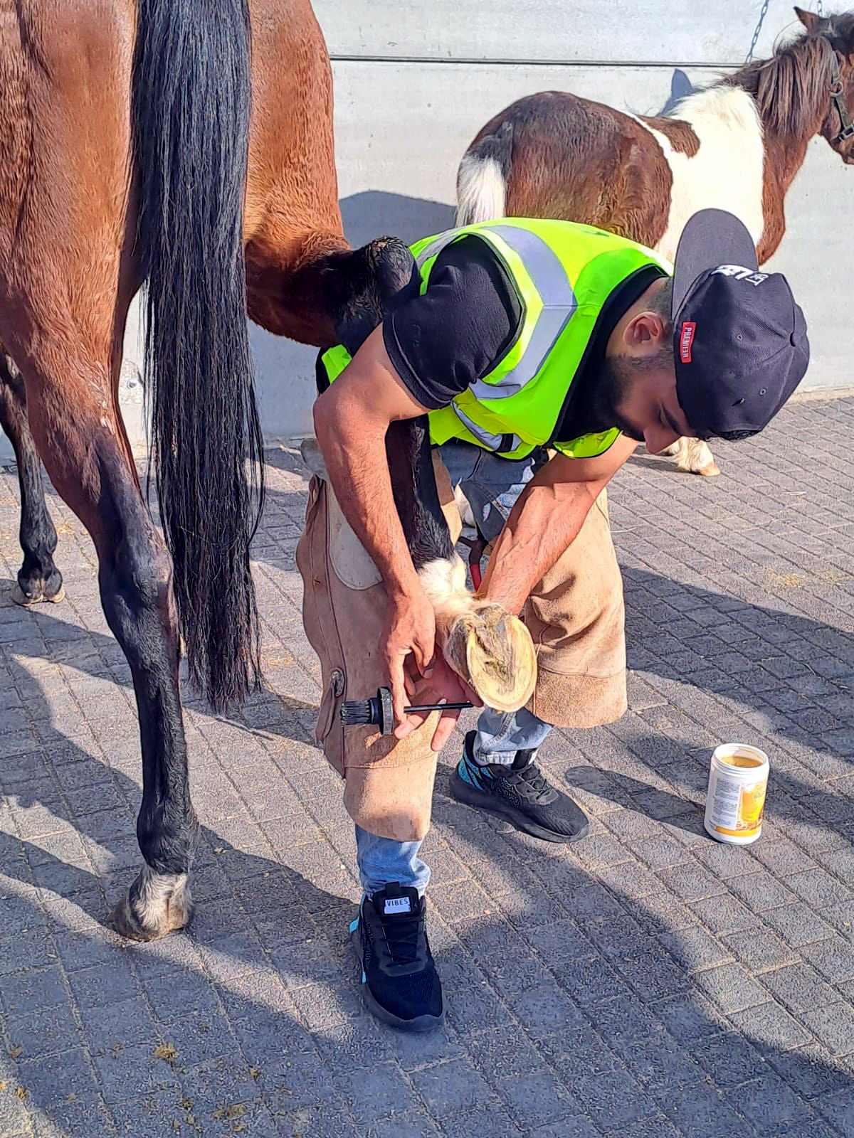عاجل.. اختتام برنامج تدريبي متخصص في فن التعامل مع الخيول والحذو في العقبة