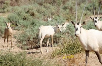 عاجل.. المحميات الطبيعية – الحيوانات والنباتات النادرة في الأردن.