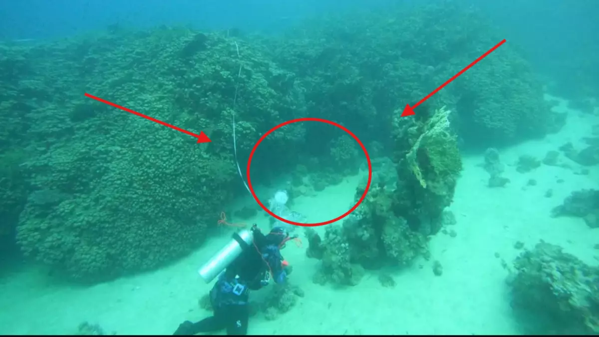 عاجل.. اكتشاف كنز لا يوجد له مثيل في العالم بباطن البحر في السعودية.. والبهجة تدخل على جميع المواطنيين!