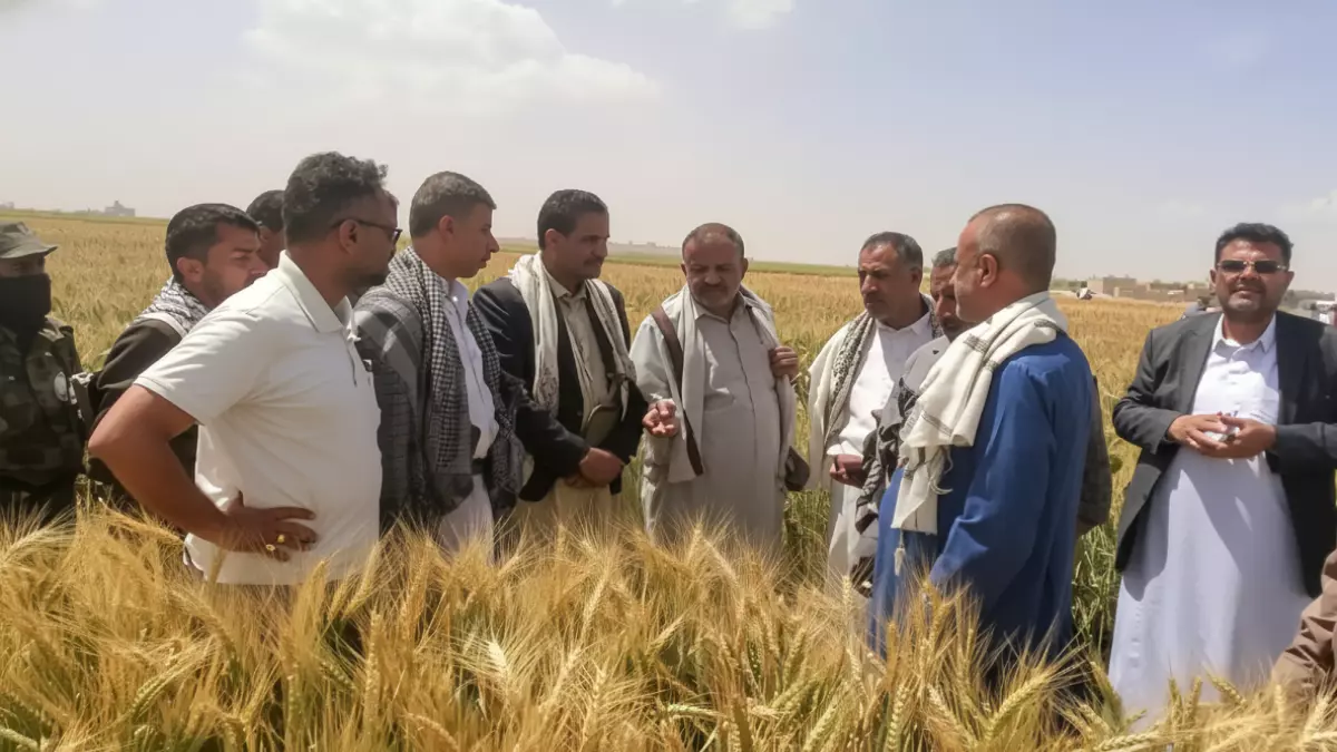 عاجل.. عاجل: ريمة تصنع المعجزة… 100% نجاح في زراعة الزيتون وخبراء: اليمن ستهزم إيطاليا!