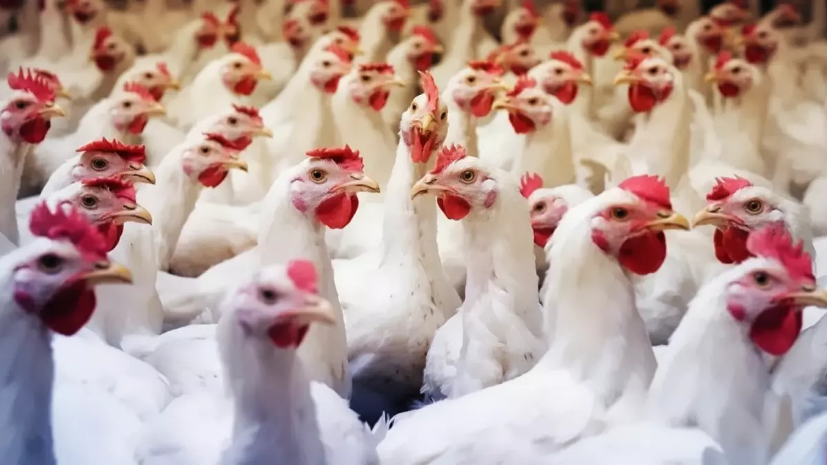 عاجل.. صادم: أسعار الدواجن تقفز لـ 101 جنيه والبانيه يحطم الأرقام القياسية بـ 210 جنيهات!