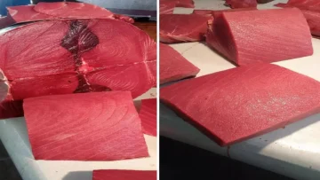 عاجل.. عاجل: أسعار الأسماك تصدم سكان عدن اليوم – السخلة بـ16 ألف والديرك يحلق لـ24 ألف ريال!