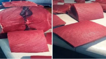 عاجل.. عاجل: انفجار صادم في أسعار الأسماك بعدن… ديرك يصل 24 ألف والسخلة تضاعف سعرها!