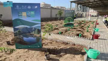 عاجل.. عاجل: المدينة المنورة تزرع 200 ألف شجرة في مدارسها… مشروع بيئي ضخم يغير وجه التعليم!