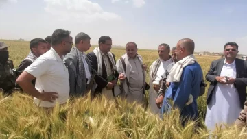 عاجل.. عاجل: مزارعو ريمة يحققون المستحيل… 100% نجاح في زراعة الزيتون خلال موسم واحد فقط!