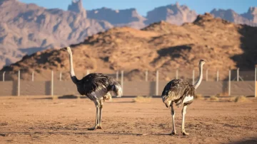 عاجل.. بالصور: عودة مذهلة لطائر الجمل بعد 100 عام انقراض… محمية سعودية تحقق المعجزة البيئية!