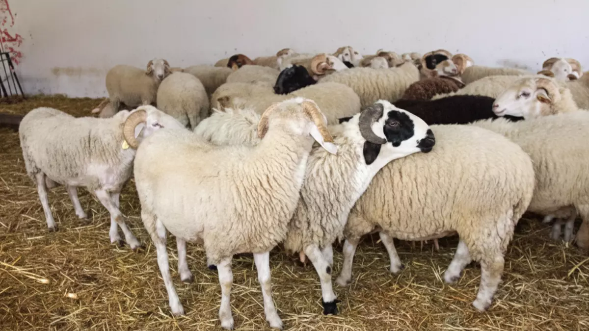 عاجل.. عاجل: صدمة أسعار اللحوم في عدن اليوم… الثور بـ 1.7 مليون والماعز يفوق الـ 230 ألف!