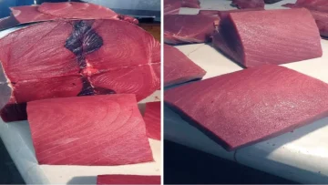 عاجل.. عاجل: انفجار أسعار الأسماك في عدن – الكيلو بـ 24 ألف ريال والمواطنون في صدمة!