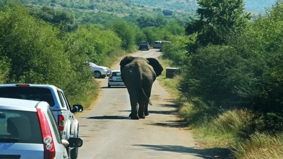 عاجل.. مأساة مروعة: 7 أفيال تُسحق تحت عجلات قطار الموت في الهند… والسبب صادم!