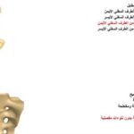 75 سؤالا بالاجابات في الاحياء اوعى تفوتها لـ الثانوية العامة