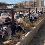 أسعار اللحوم اليوم وكواليس أكبر تراجع للماشية الحية بعد عيد الأضحى
