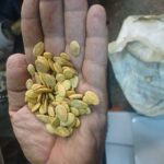 ضبط مواد محظور استخدامها لتلوين وتحميص اللب بأسيوط