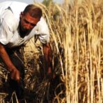 مجلس الوزراء: 5.2 مليون حيازة إلكترونية تغطي أكثر من 7 ملايين فدان ضمن منظومة “كارت الفلاح الذكي”