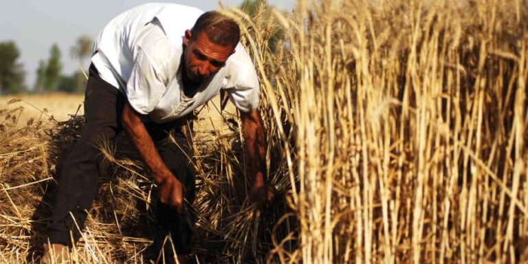 مجلس الوزراء: 5.2 مليون حيازة إلكترونية تغطي أكثر من 7 ملايين فدان ضمن منظومة 