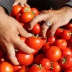 مفاجأة.. التموين يطرح الطماطم بسعر جديد داخل المجمعات الاستهلاكية اليوم..