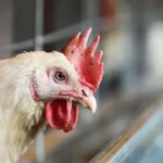 نائب رئيس اتحاد منتجي الدواجن: انخفاض الأسعار يرهق المربين.. ونطالب الدولة بامتصاص الفائض ودعم التصدير