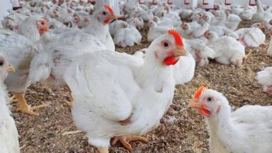 أسعار الفراخ البيضاء اليوم تفاجئ المواطنين بعد آخر تحديث رسمي