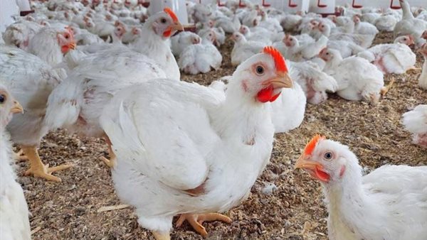 أسعار الفراخ البيضاء اليوم تفاجئ المواطنين بعد آخر تحديث رسمي