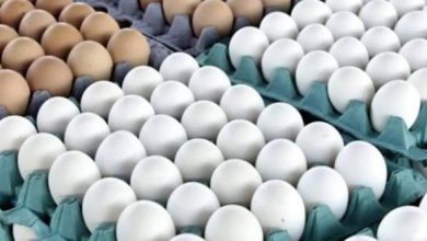 هبوط أسعار البيض والدواجن بالأسواق.. وتصدير مليار بيضة فائضًا للخارج