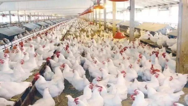 أسعار الفراخ واللحوم البيضاء والكتاكيت اليوم الأربعاء 5 أغسطس 2026